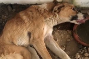 Rescue Stray Dog Was Beaten So Brutally Make Broken Spine & Amazing Transformation