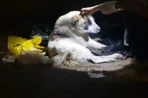 Rescue Stray Dog Was Broken Pelvis & Lay Dormant On The Deserted Street