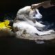 Rescue Stray Dog Was Broken Pelvis & Lay Dormant On The Deserted Street