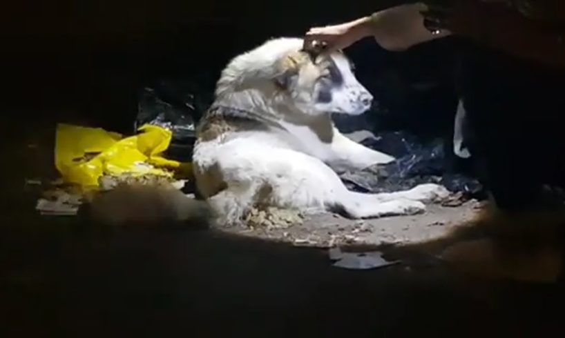 Rescue Stray Dog Was Broken Pelvis & Lay Dormant On The Deserted Street