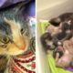 Rescue Super Mom Cat Give Birth 7 Kittens
