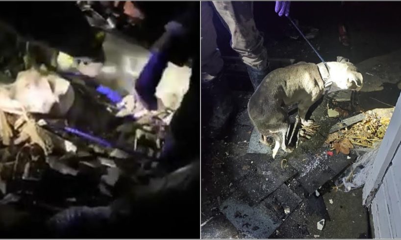 Rescue Sweet Dog Being Buried Alive in a Pile of Rubble, resulting from a house explosion