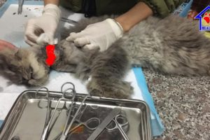 Rescue a poor cat was hanged his neck 5 days – God has rescued this cat!
