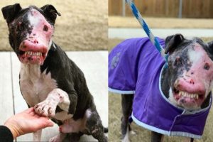 Rescue abandoned disabled dog scavenging for survival |Animal Rescue TV