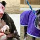Rescue abandoned disabled dog scavenging for survival |Animal Rescue TV