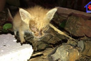 Rescue blind kitten Meowing loudly for help on the street