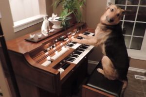 Rescue dog turns on piano and plays it