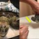 Rescue green sea turtle with a long fishing line tangled around her flippers and her neck