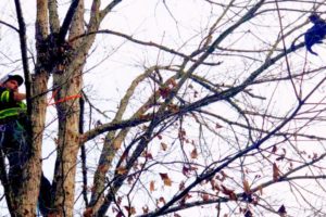 Rescue kitten stuck in tree and give food - Cat rescue by tree man