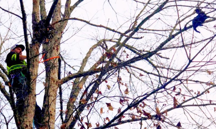 Rescue kitten stuck in tree and give food - Cat rescue by tree man