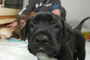 Rescue puppies will be up for adoption