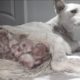 Rescued Abandoned dog with Many large sores on Her Body |Animal Rescue TV