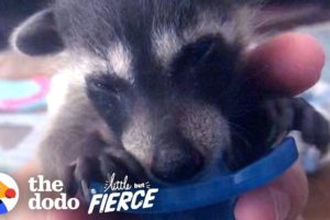 Rescued Baby Raccoon Loves To Snuggle On The Sofa | The Dodo Little But Fierce
