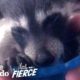 Rescued Baby Raccoon Loves To Snuggle On The Sofa | The Dodo Little But Fierce