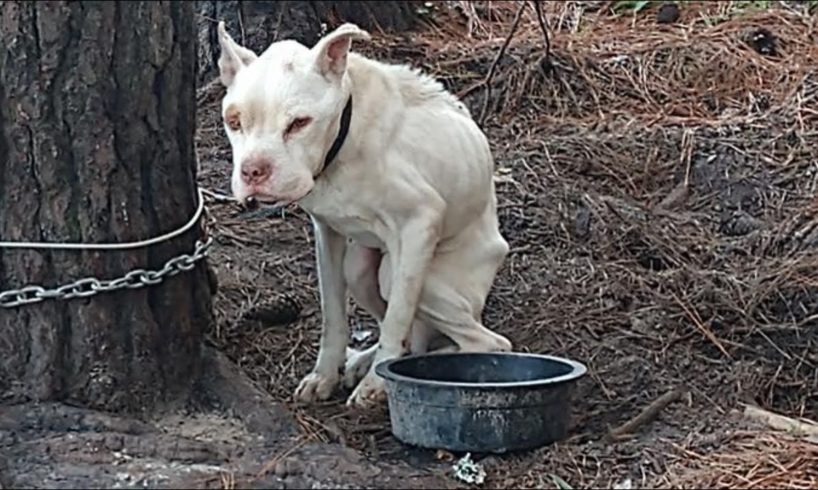 Rescued Emaciated Dog Has Spent His Life Tied to a Tree