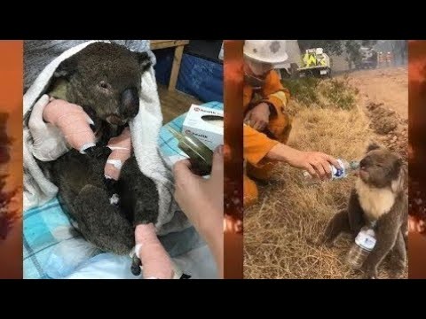 Rescued Koala Melts Everyones Heart | Animals Rescue From Australian Fires | Cute Kangaroos Rescued