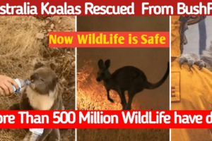 Rescued Koalas from Australia's 500 Million Animal Hed Died | BushFire Australia 2020