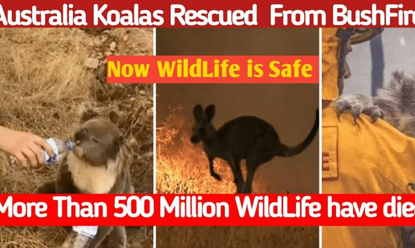 Rescued Koalas from Australia's 500 Million Animal Hed Died | BushFire Australia 2020