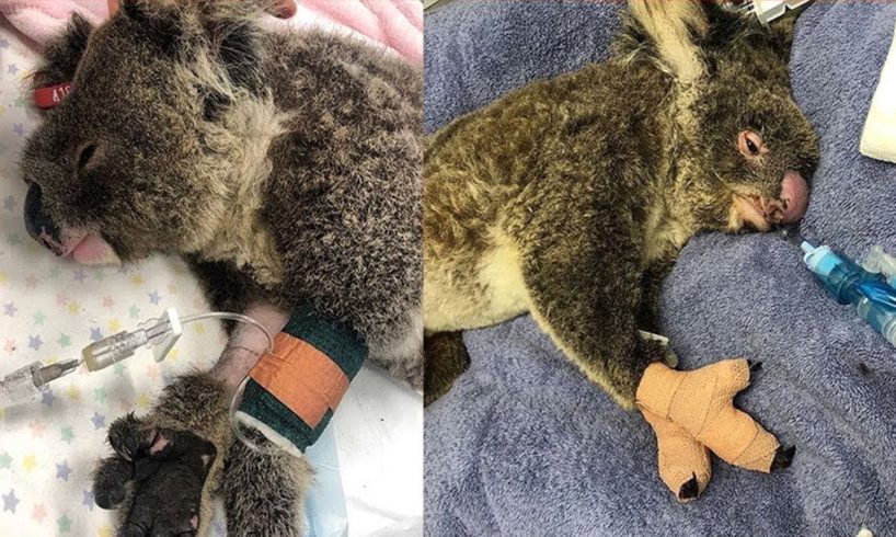 Rescued Koalas from Australia's Bushfires Devastation | Animal Rescue TV