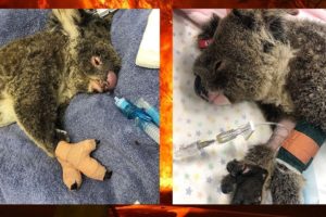 Rescued Koalas from Australia's Bushfires Devastation | Heartbreaking and Heartwarming