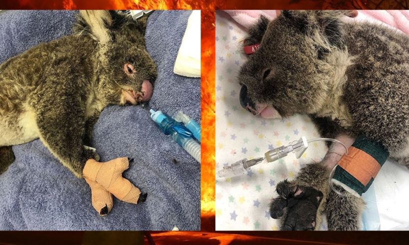 Rescued Koalas from Australia's Bushfires Devastation | Heartbreaking and Heartwarming