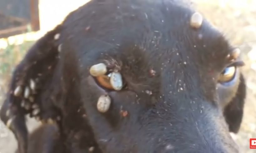 Rescued Poor Homeless Dog Attacked by Ticks