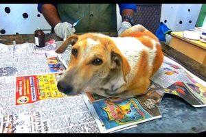 Rescued Stray Dog Recovered From Canine Distemper