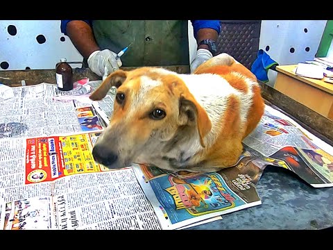 Rescued Stray Dog Recovered From Canine Distemper