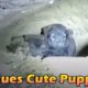Rescues Save The so Cute Puppies