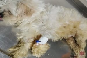 Rescuing Abandoned Puppy Was Broken Two Legs Make You Very Hurt