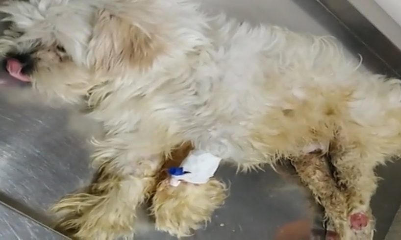 Rescuing Abandoned Puppy Was Broken Two Legs Make You Very Hurt