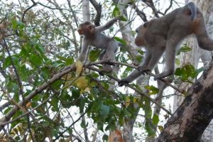 Rocky is being abused by an old monkey while they are playing Away from the mother