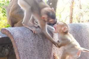 Rocky playing with Brother Rosanna - Playing for peace