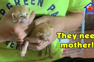 S.O.S: 2 newborn kittens rescued from black plastic bag need a Mama cat!
