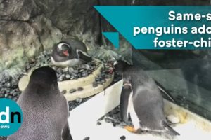 Same-sex penguins adopt adorable foster-chick