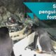 Same-sex penguins adopt adorable foster-chick