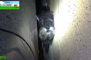 Scared abandoned dog hides in a spot that we couldn't reach, so I had no choice but...