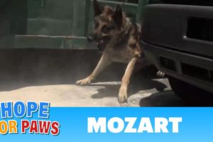 Security guards rush to help Hope For Paws rescue a homeless German Shepherd.