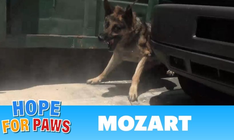 Security guards rush to help Hope For Paws rescue a homeless German Shepherd.