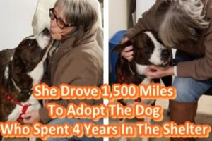 She Drove 1,500 Miles To Adopt The Dog Who Spent 4 Years In The Shelter