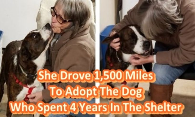 She Drove 1,500 Miles To Adopt The Dog Who Spent 4 Years In The Shelter