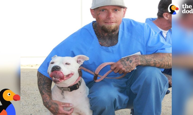 Shelter Dog and Prisoner Give Each Other A Second Chance | The Dodo