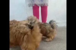 Shihtzu ,hairy, fluffy, cute puppies 9999039993 price 18000, home delivery cod, loving dogs purchase