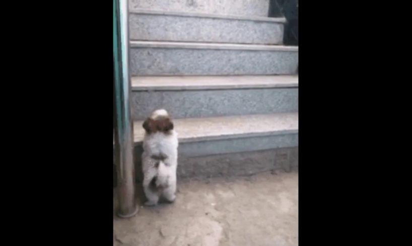 Short legs daily struggles. Cute puppies and kittens funny moments:)