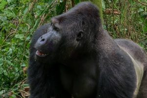 Silverback Gorilla Fight | Gorilla Family and Me | BBC Earth