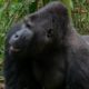 Silverback Gorilla Fight | Gorilla Family and Me | BBC Earth