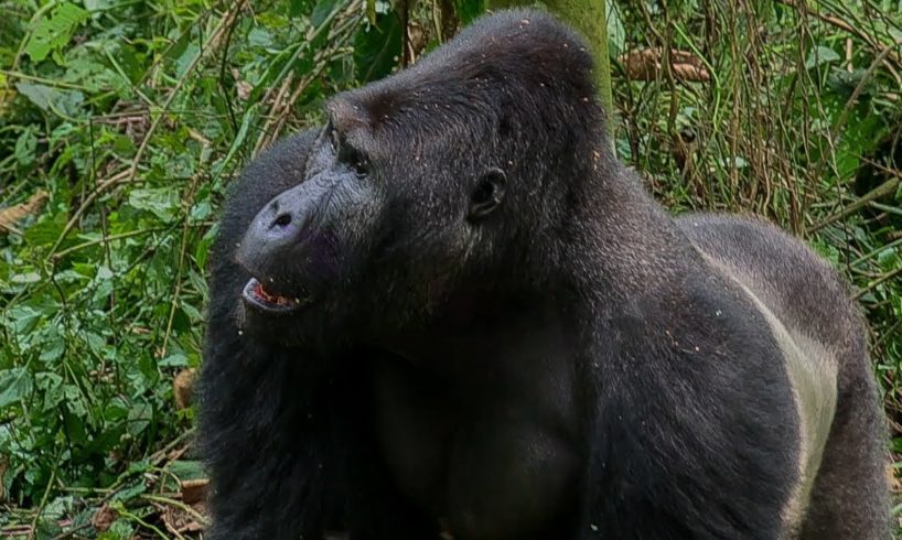 Silverback Gorilla Fight | Gorilla Family and Me | BBC Earth