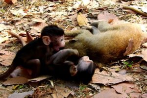 So Fantastic Little Baby Monkeys Playing With Adult Monkeys! So Adorable Baby!