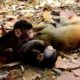 So Fantastic Little Baby Monkeys Playing With Adult Monkeys! So Adorable Baby!