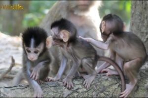 So Funny Baby Monkeys- Meeting Children And Funny Playing Together